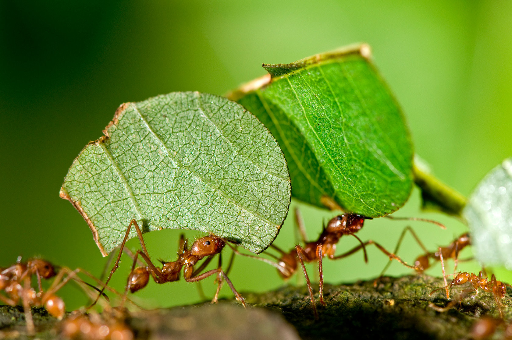 Bladskærermyrerne er ENDELIG tilbage!: Regnskov - Zoo