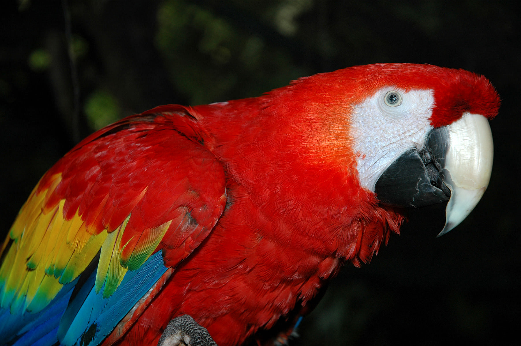 Lyserøde papegøjer i sydamerikanske kuppel: Randers Regnskov - Tropical Zoo