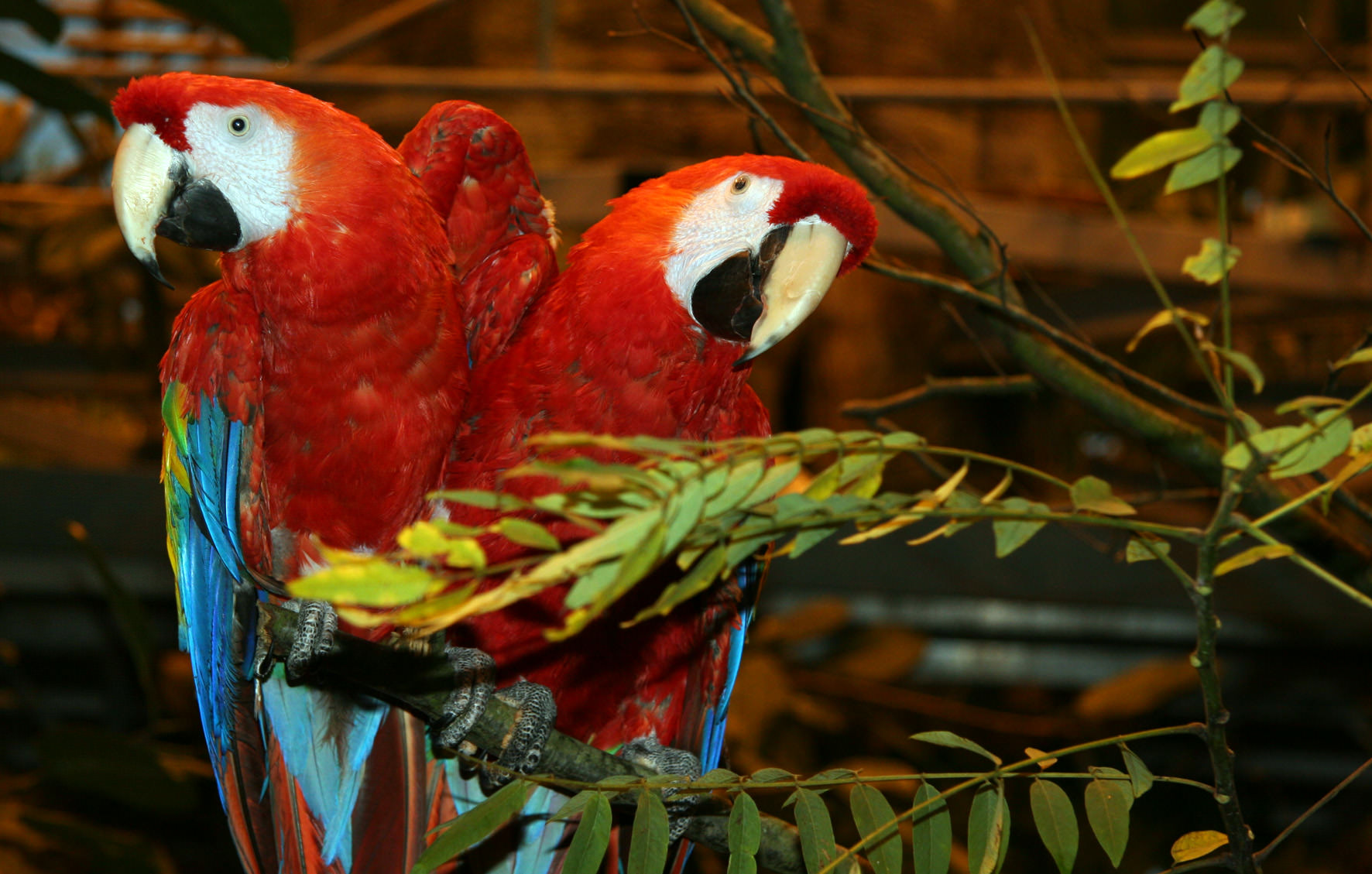 fra udsætningen af lyserød ara: Randers Regnskov - Tropical Zoo